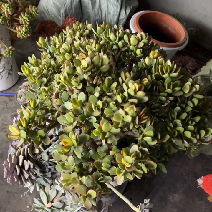 只****赵信花月锦多肉植物066