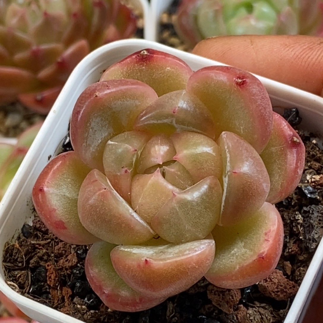 天官赐福百无禁忌