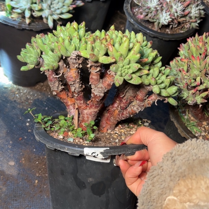 044绿豆哈哈哈哈哈哈哈哈多肉