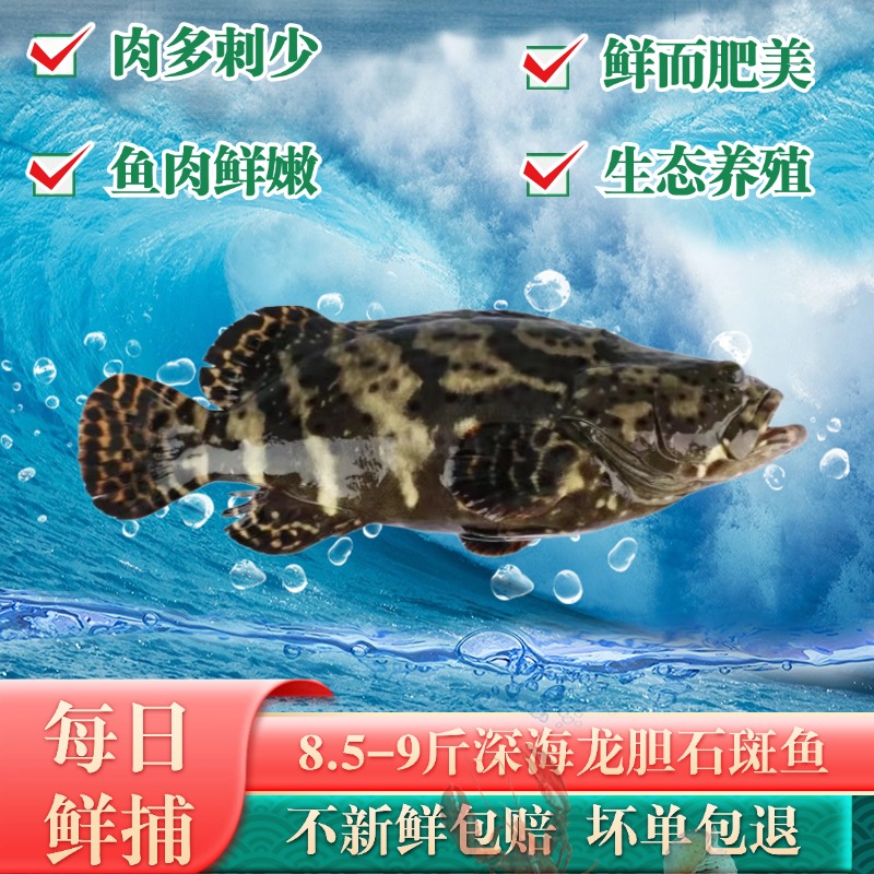8.5-9斤新鲜湛江深海龙胆石斑鱼 深海鱼海鲜水产送礼生猛海鲜生鲜