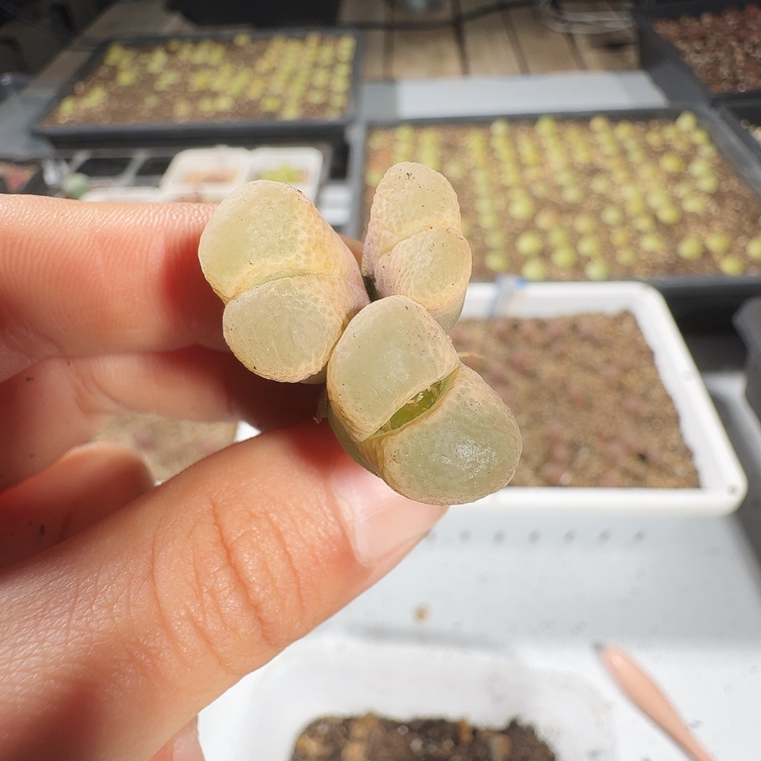 多肉植物福利风铃894