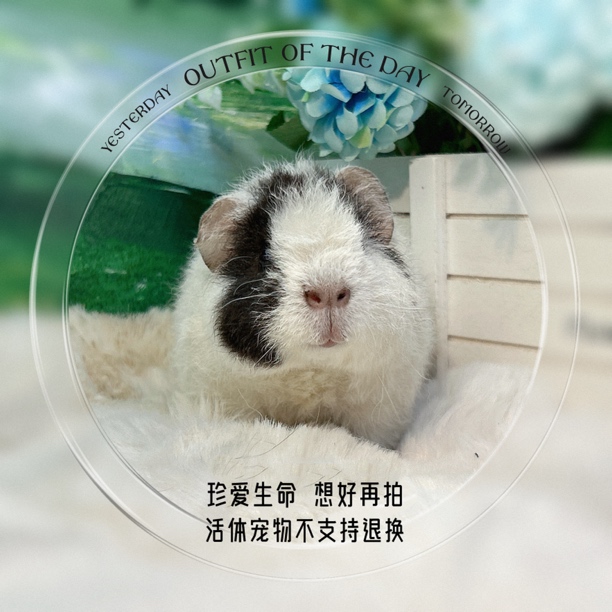 美泰弟弟 荷兰猪 豚鼠 包邮包风险