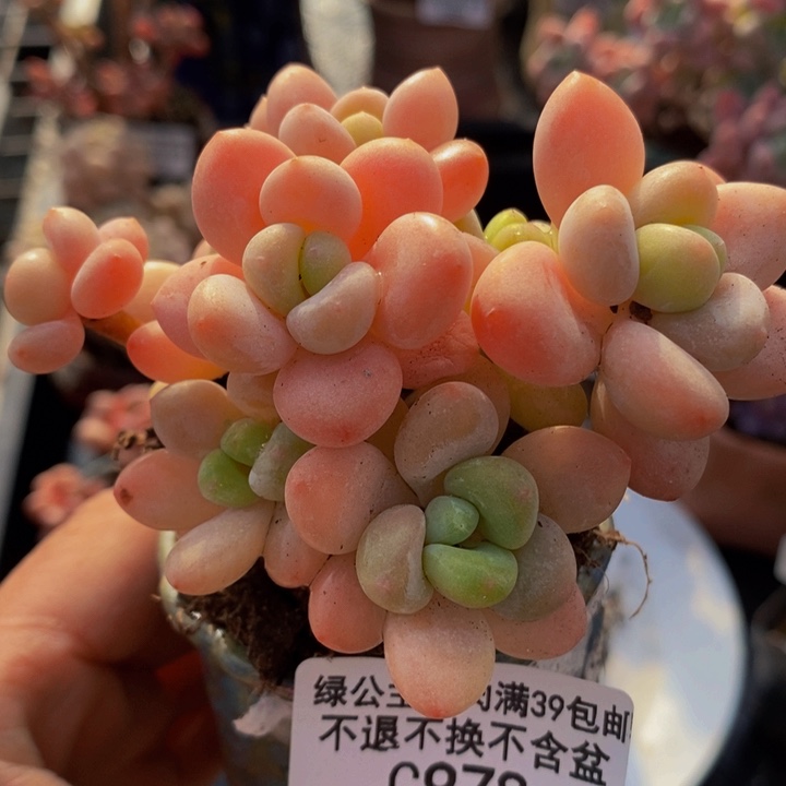 橘子香水洛神9cm978多肉