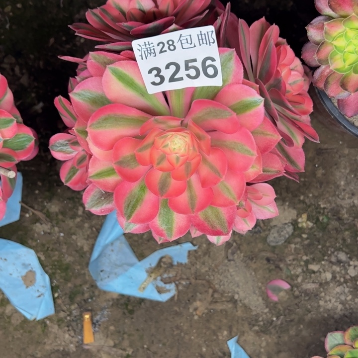 3256女巫多肉植物