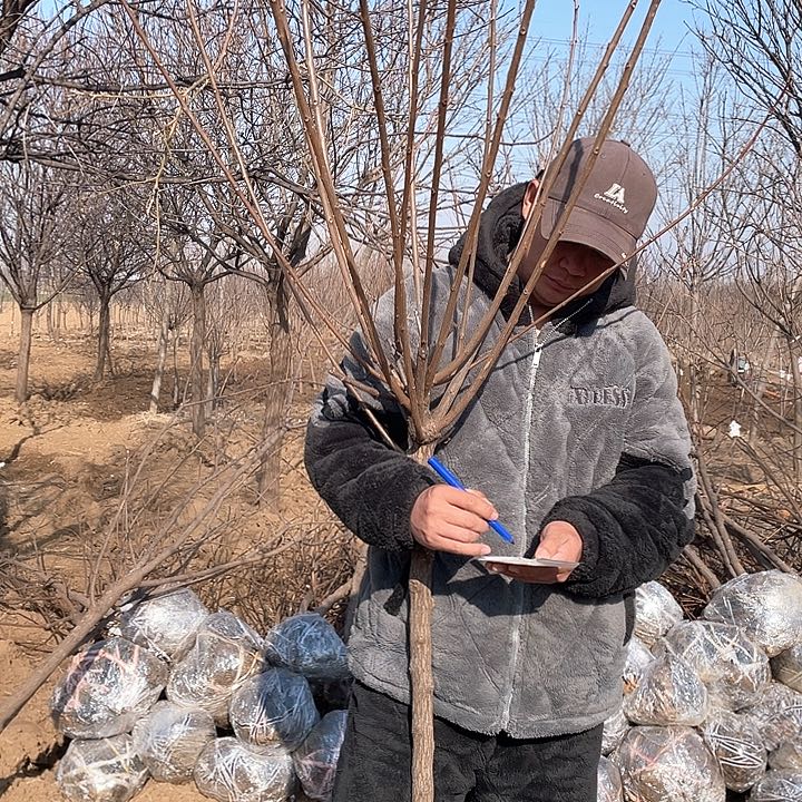 无花朵一物一拍文冠花