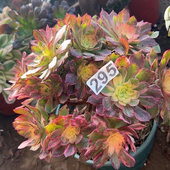 雨***菥多肉植物一个万花同295