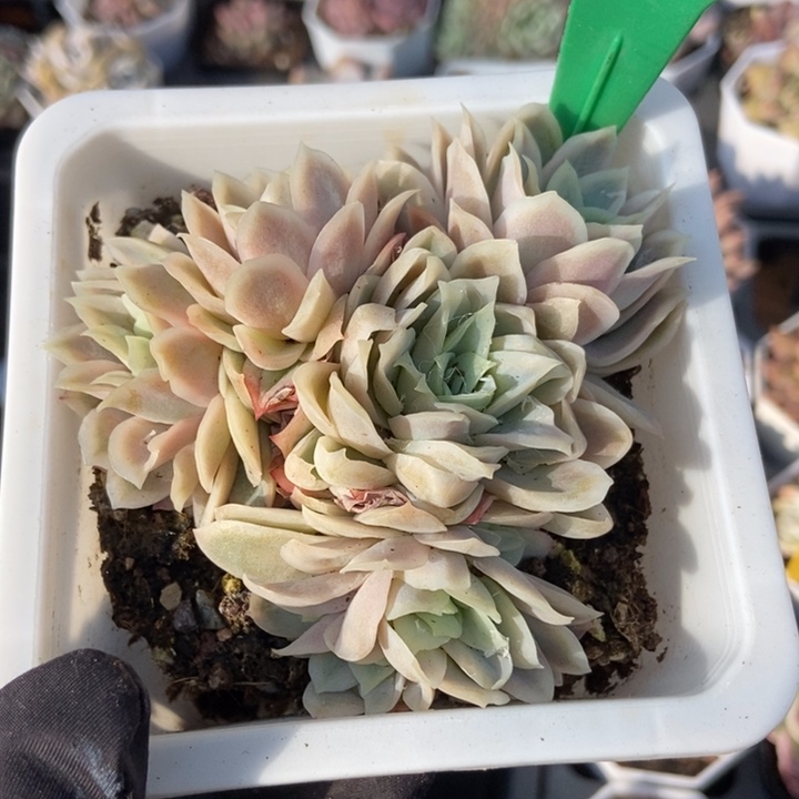 835冰片锦多肉植物保护