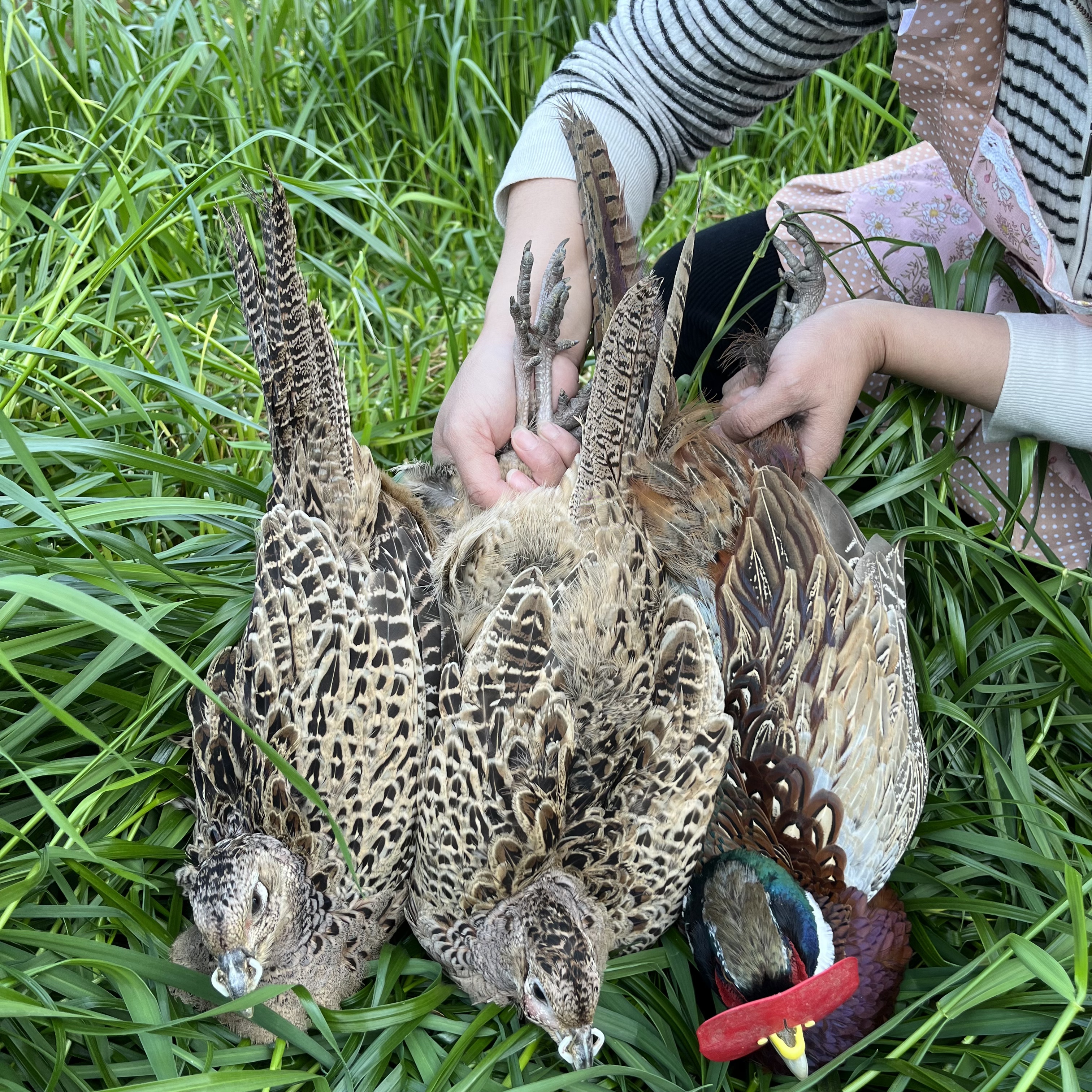 (多规格)郭总农家散养七彩山鸡户外散养整鸡包邮