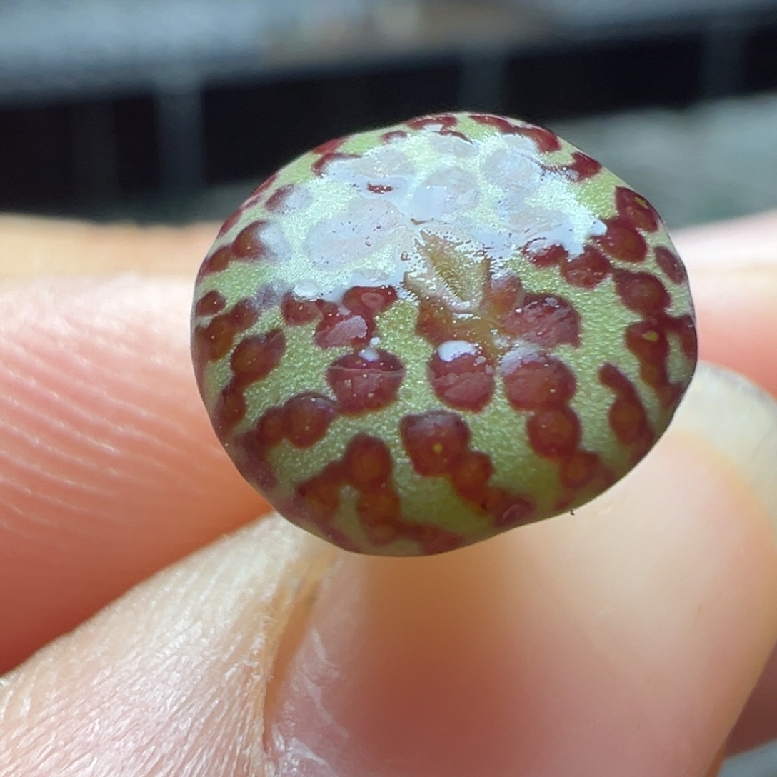 冷***知红宝石大泡泡安贞