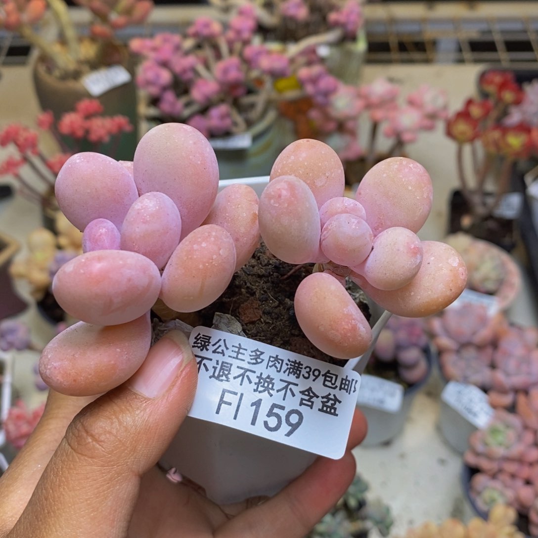 159黄金蛋黄奶多肉7c m