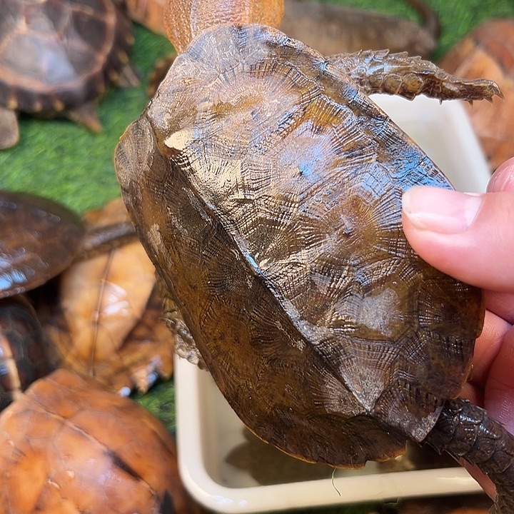 阳****绿毛龟母剧院闭壳龟