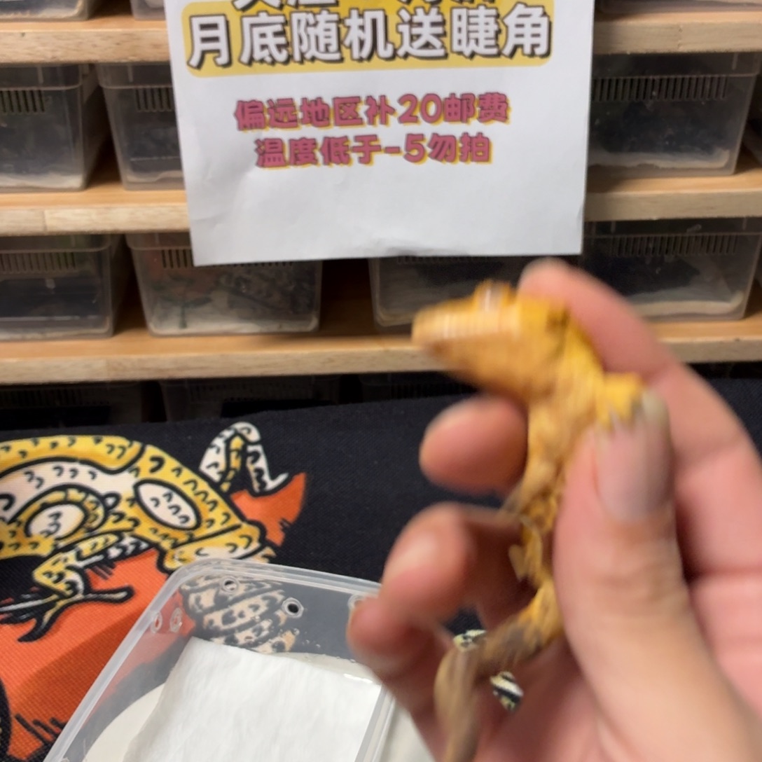 睫角守宫睫角守宫可爱入门