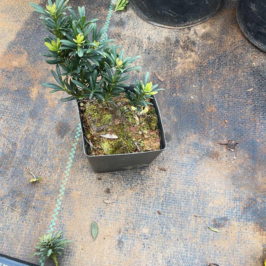 8***8完全开放罗汉松盆景罗汉松