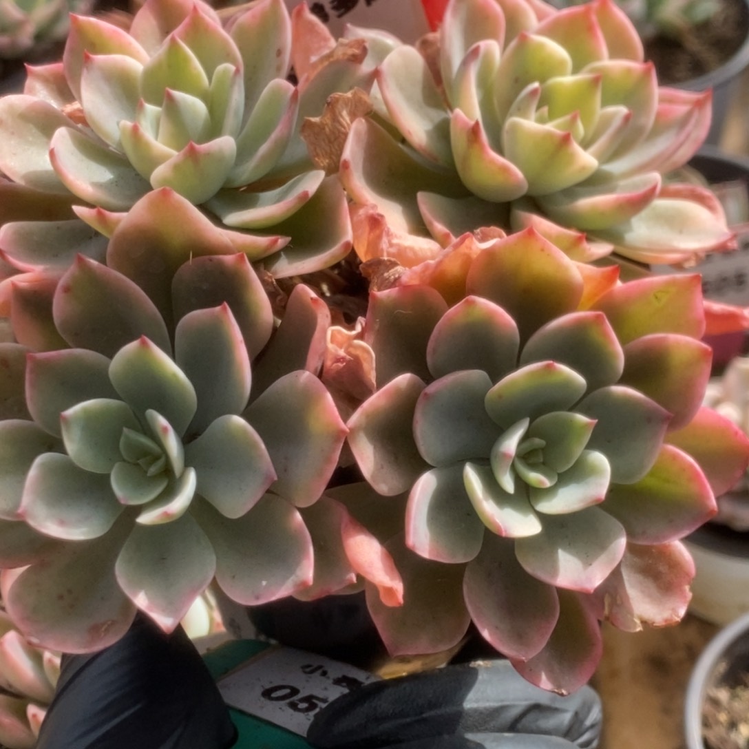 501雨滴锦锦锦锦锦华