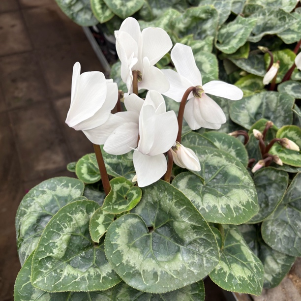 【缤纷甄选】精品大花白衣天使仙客来140规格带花苞发货到手一盆