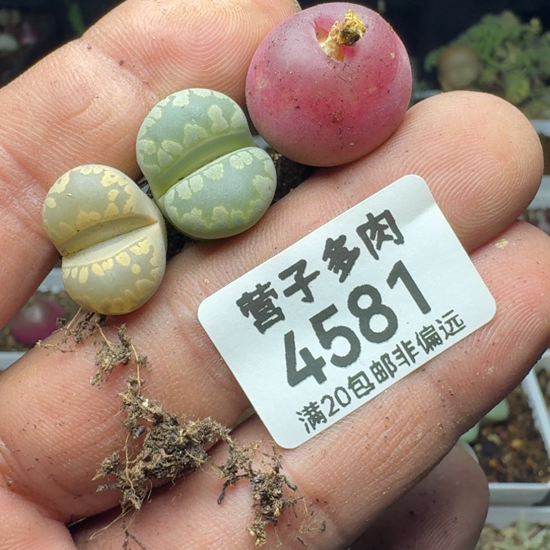 嘿***！大牙两毛1。                