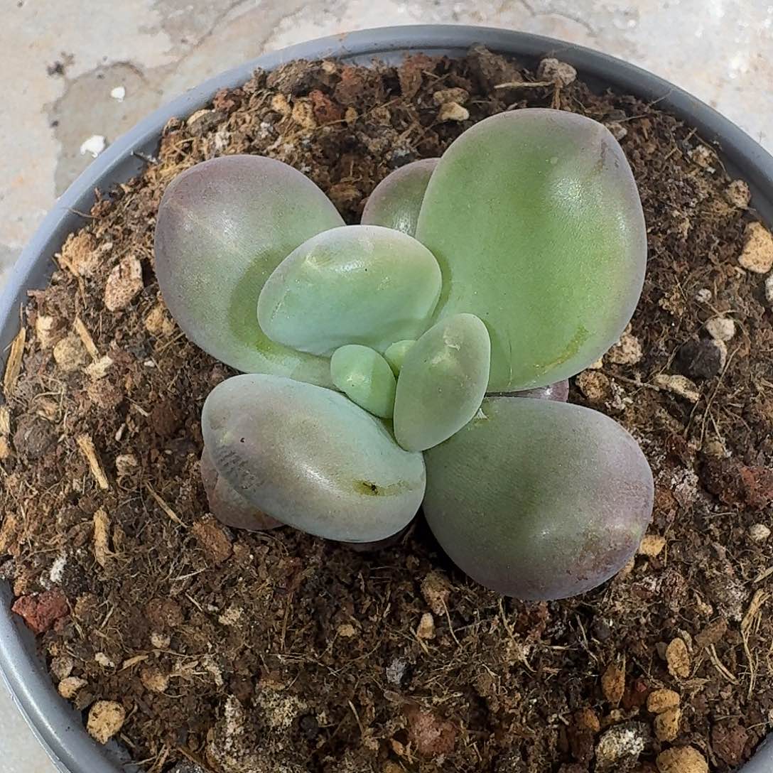 酷***多多多多肉一颗新品