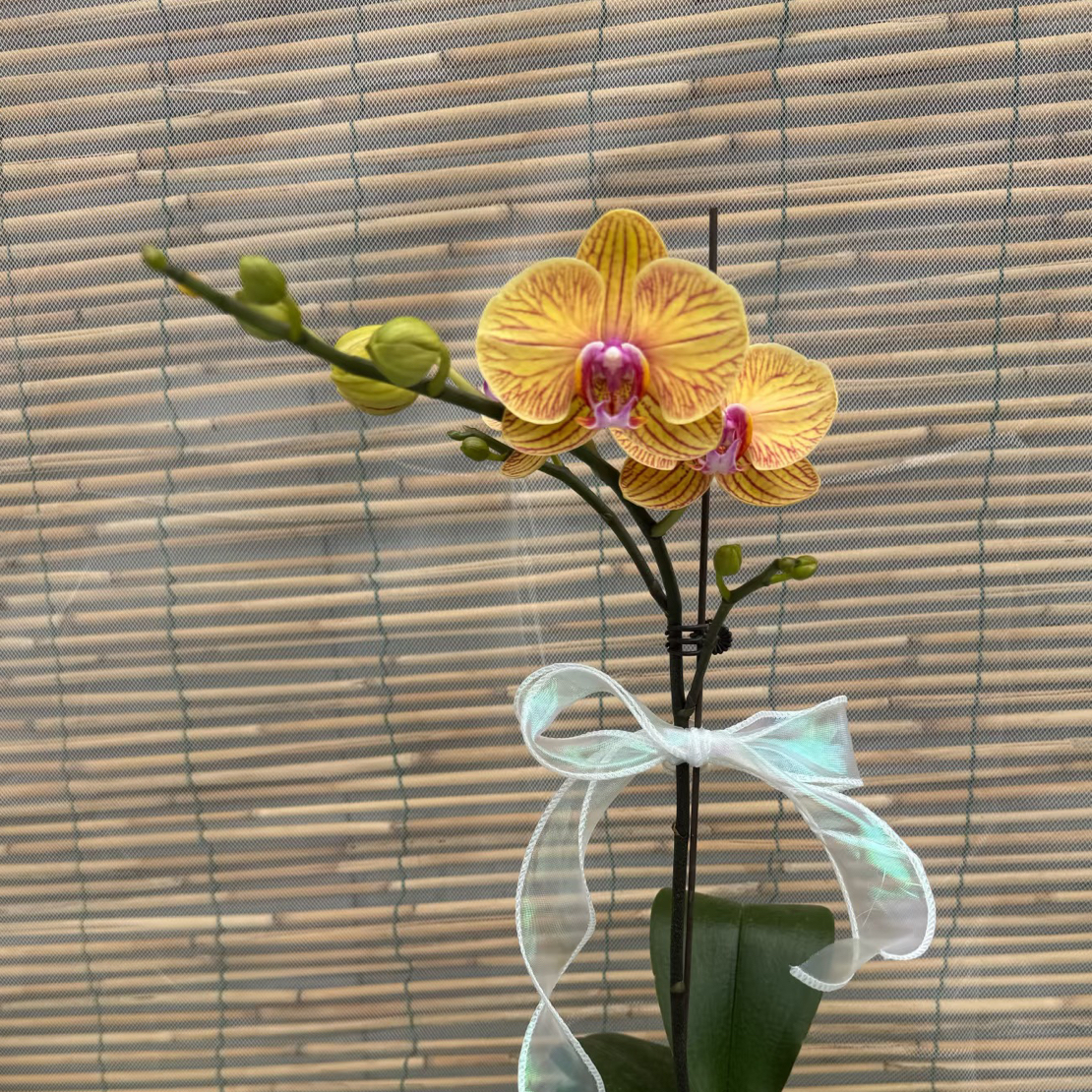 蝴蝶兰---芭比娃娃（任意两颗包邮只拍一颗发苗