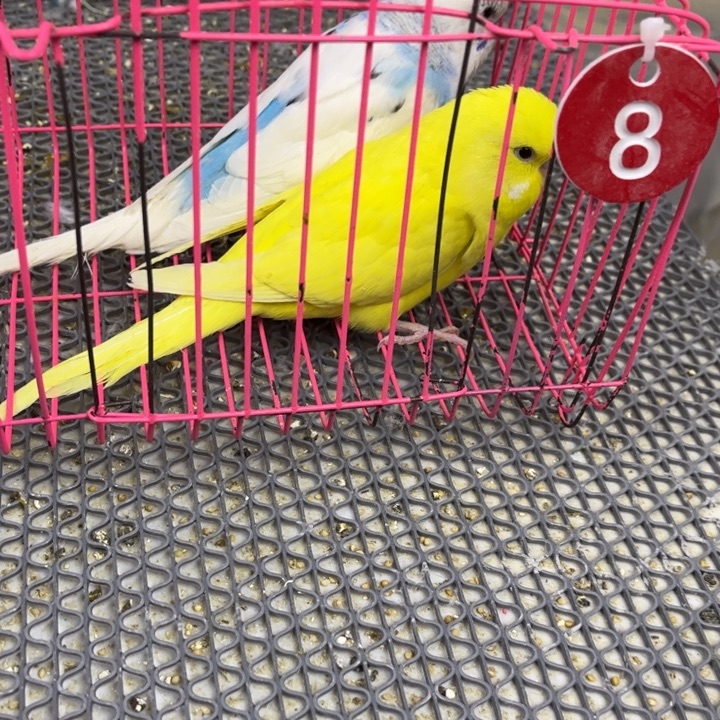 马***宝虎皮鹦鹉虎皮鹦鹉大头