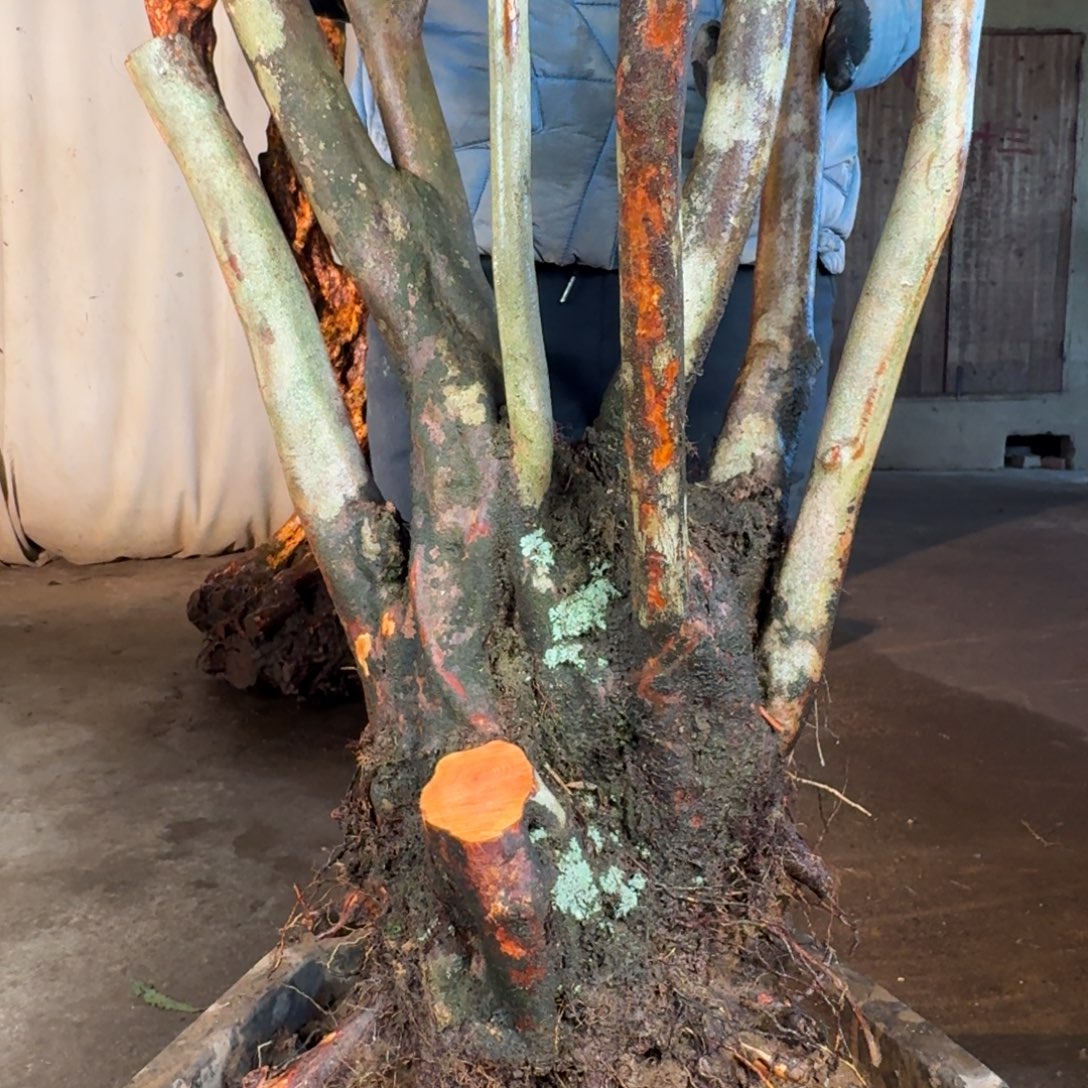 大***毛888888888888888888