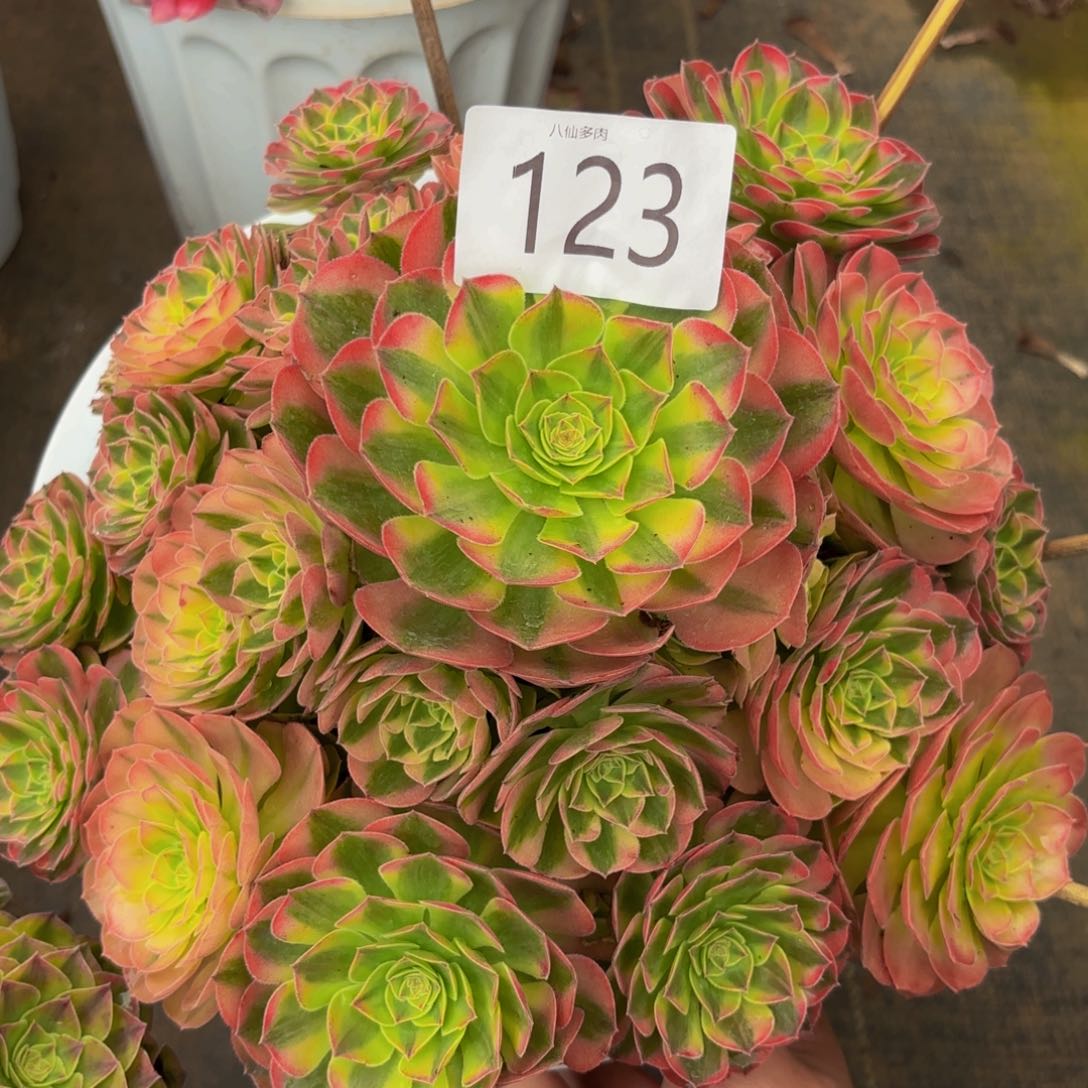 123多肉植物雨荷