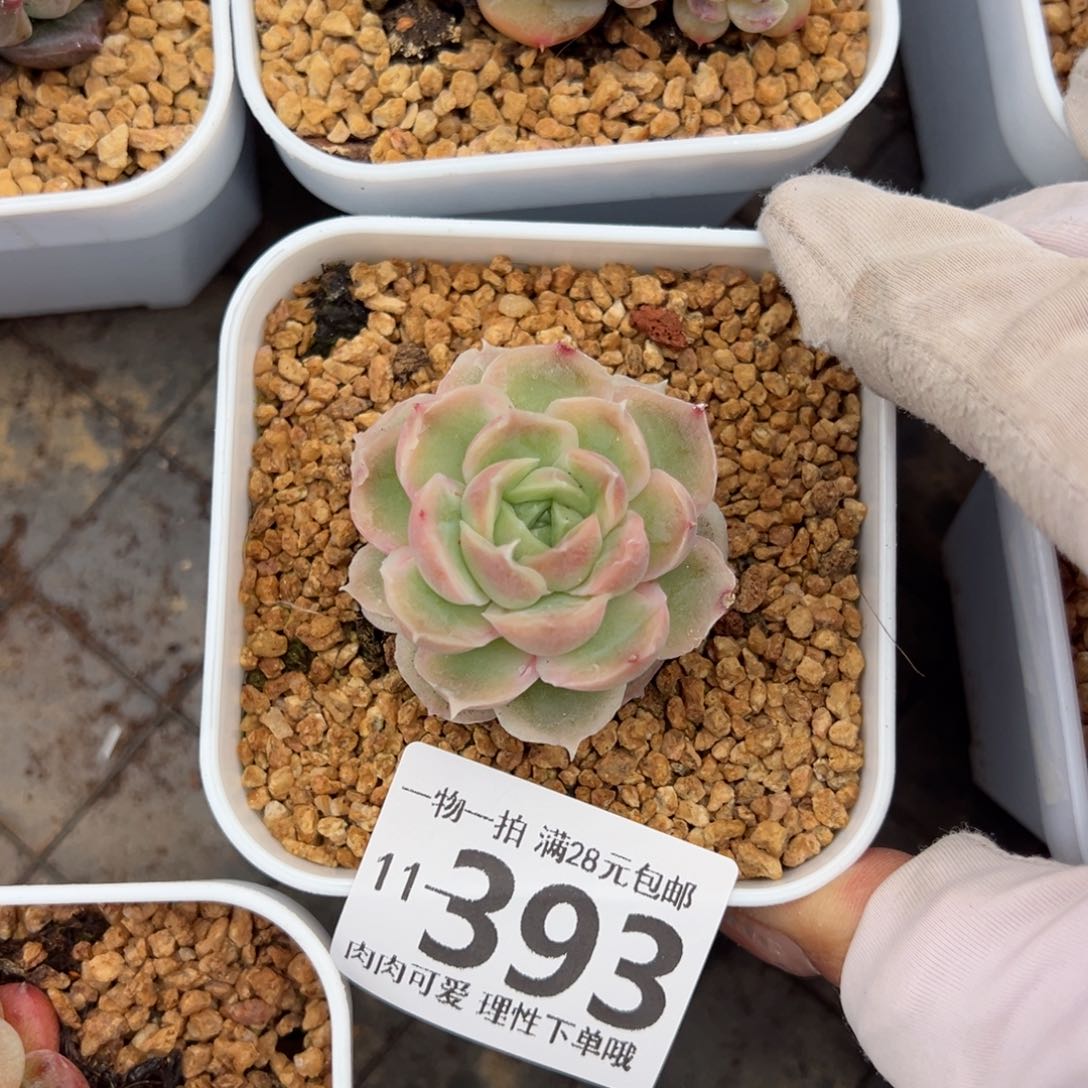 水晶虾饺多肉多肉多肉多肉多肉