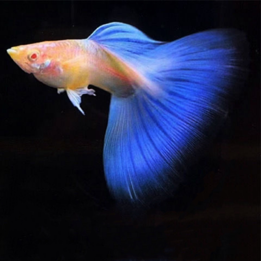 精品家养孔雀鱼所见即所得