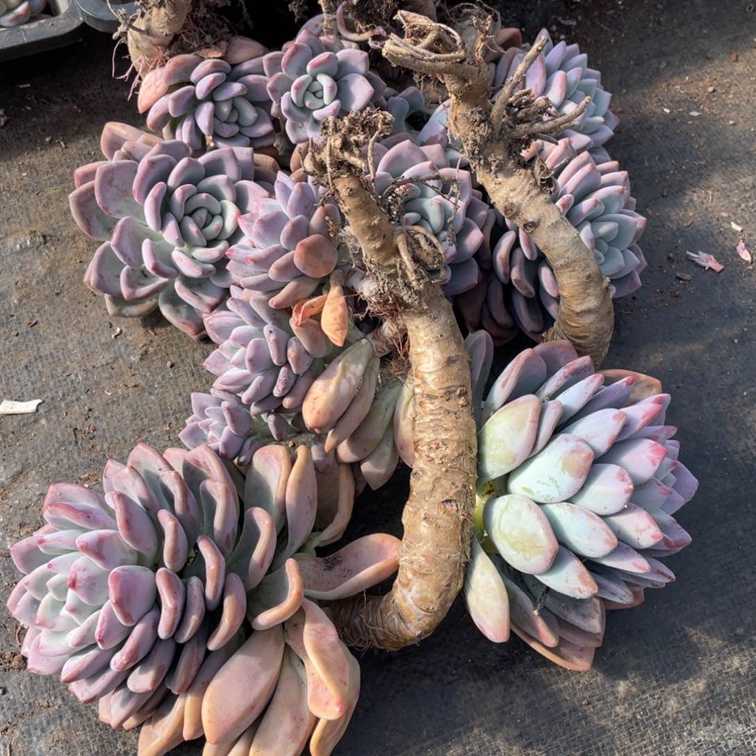 一物一拍 奥普琳娜