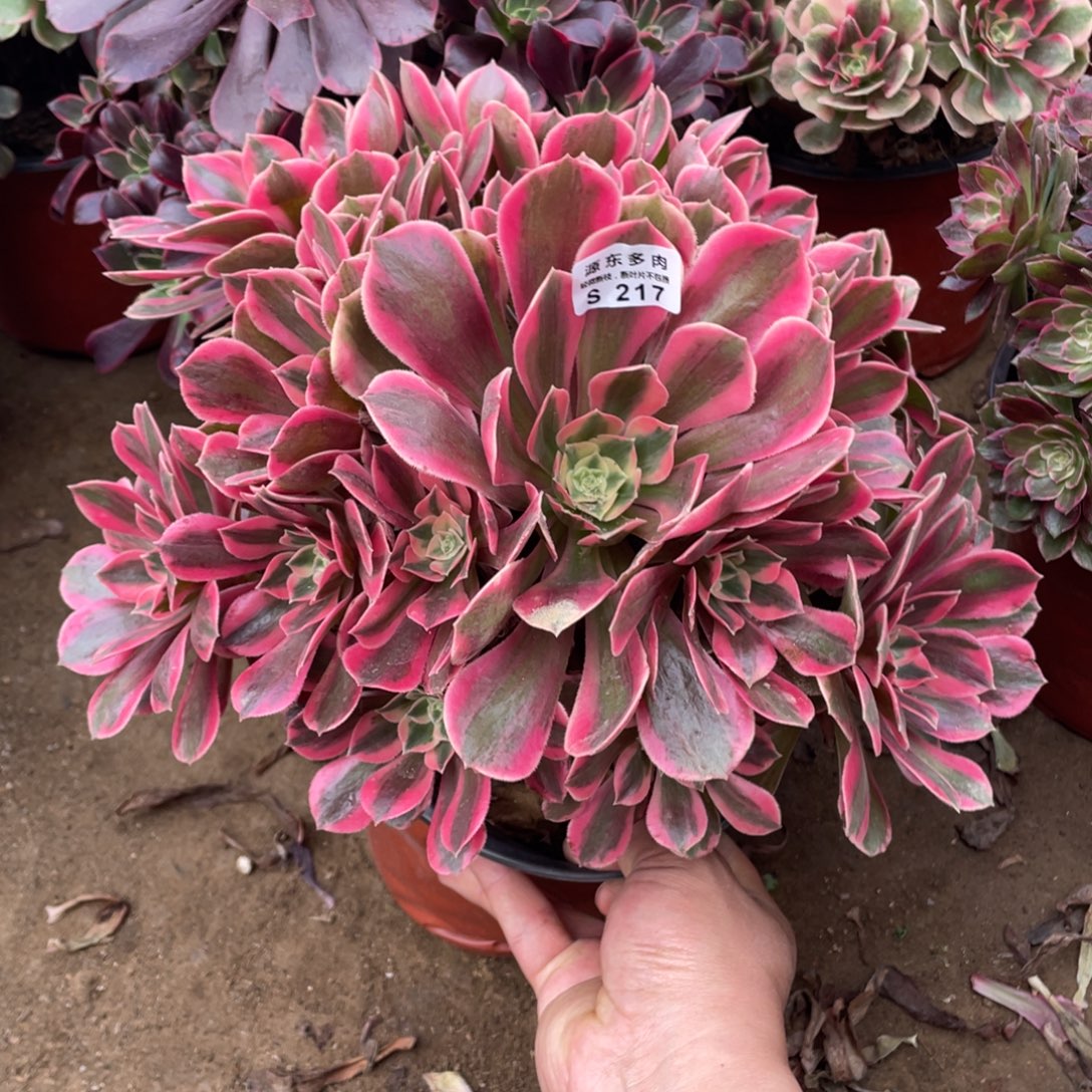 217女妖多肉法师断枝不包