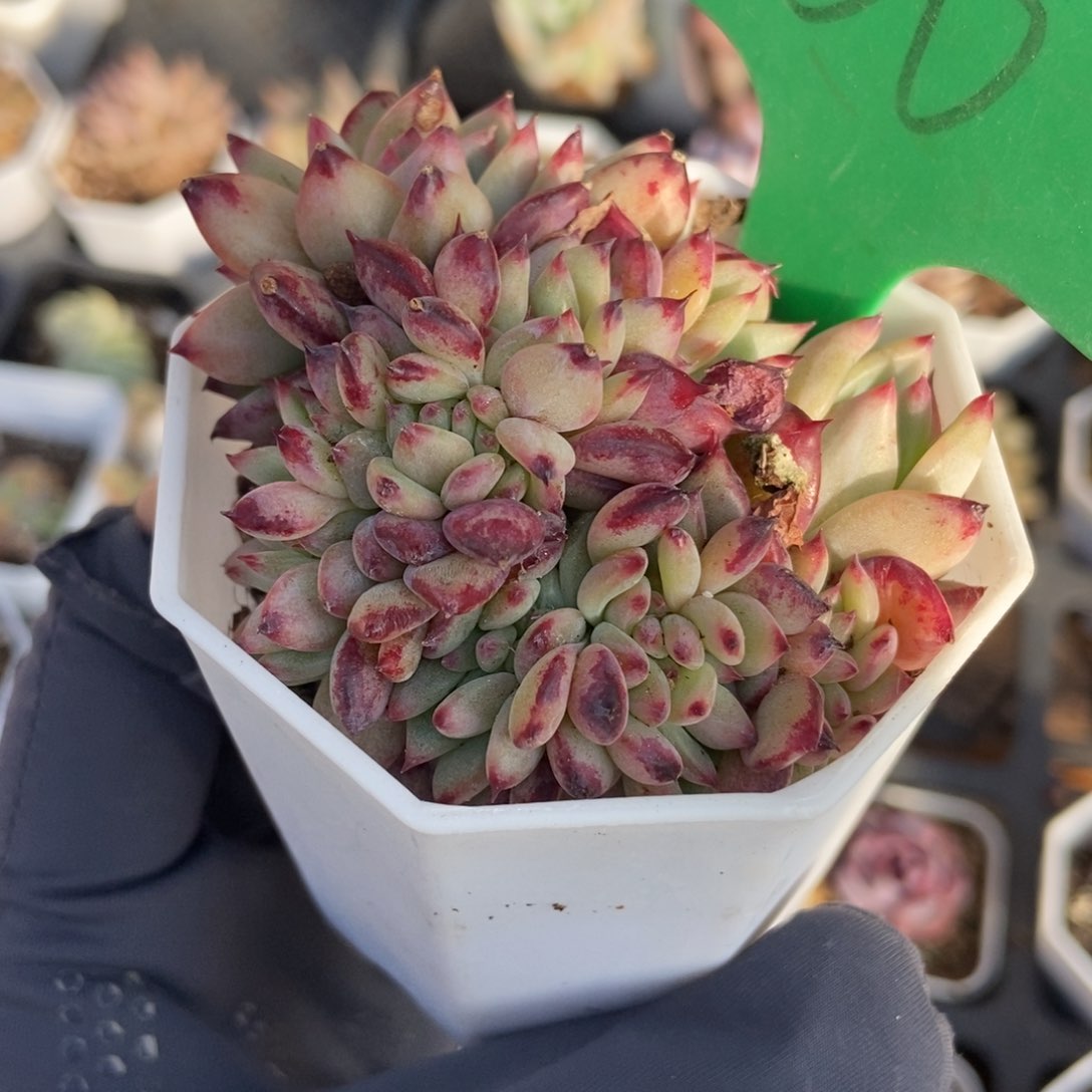 100拉糖缀多肉植物保护