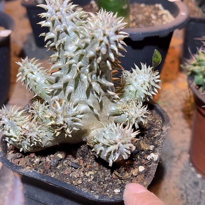 满38包邮2天凑单，脱土晾根发货多肉植物