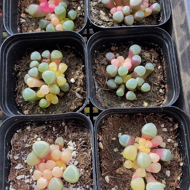 锦锦锦五十铃玉锦