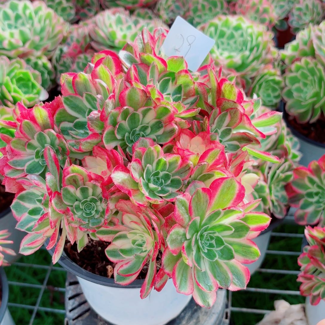 一物一拍多肉法师29