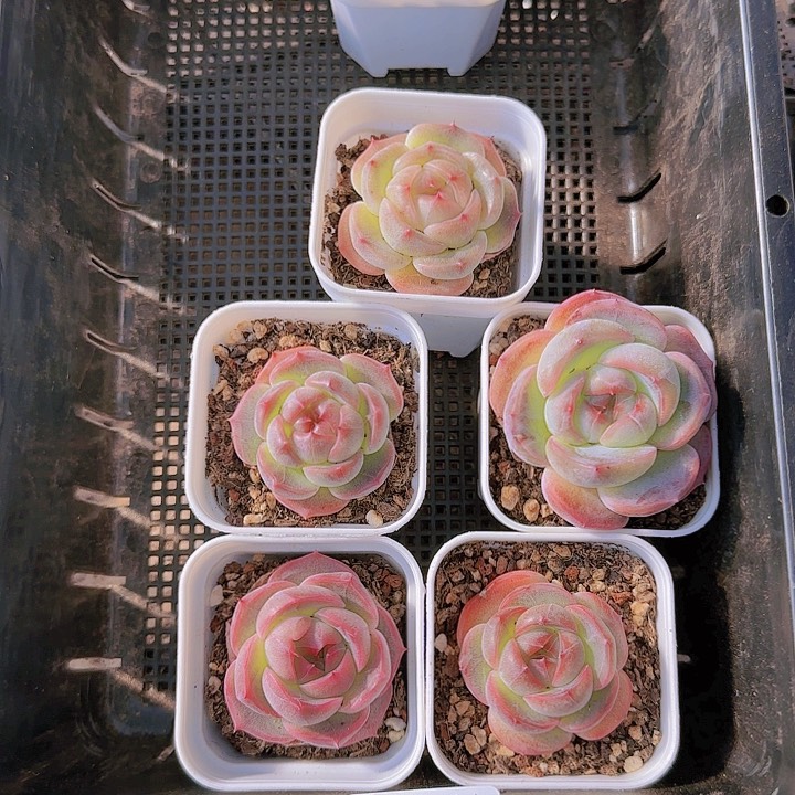 ?***?花时光精品多肉56