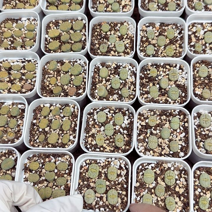 这个点睡起来都会梦中哭273