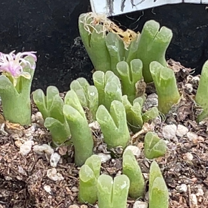 376冰风铃20颗母本