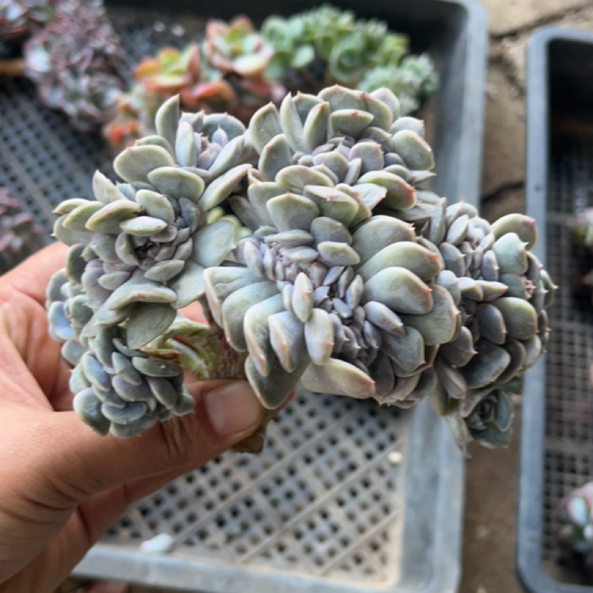 泡泡专拍汉堡缀无根