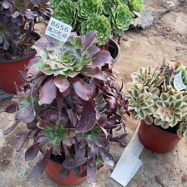 656巫毒中斑多肉法师多肉