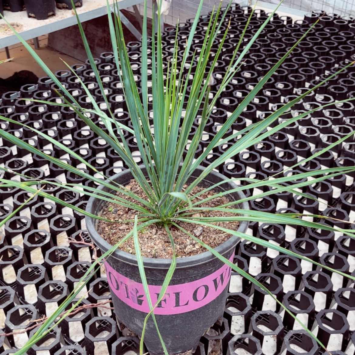 【闪购商品】稻草人/脱土发