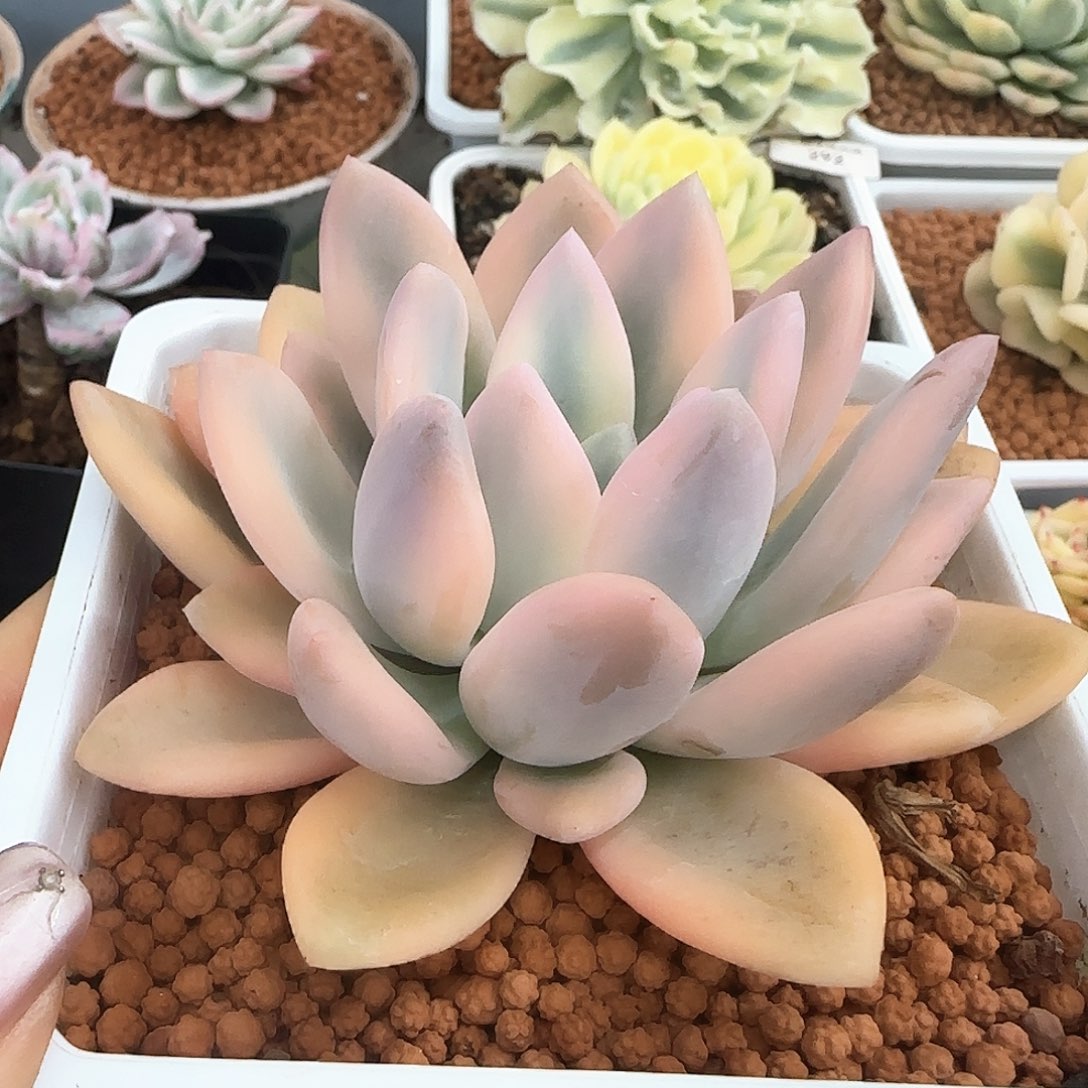 彩色奥普锦多肉植物