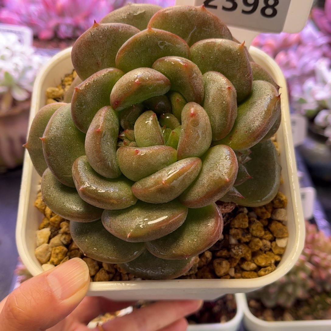 2398 满30包邮天冷地区必拍保温箱