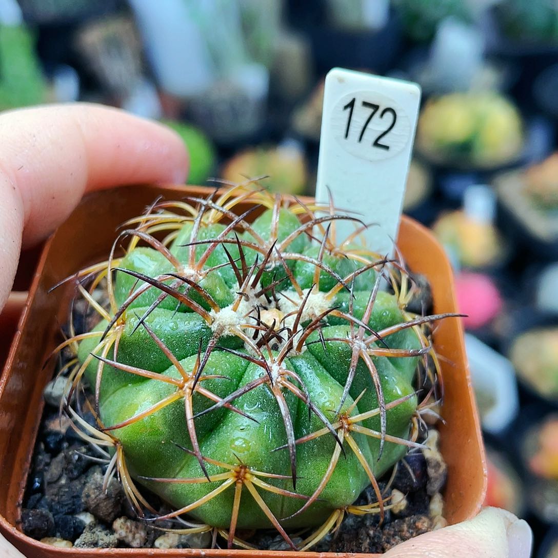 圆盘玉非偏远地区满25包邮仙人球