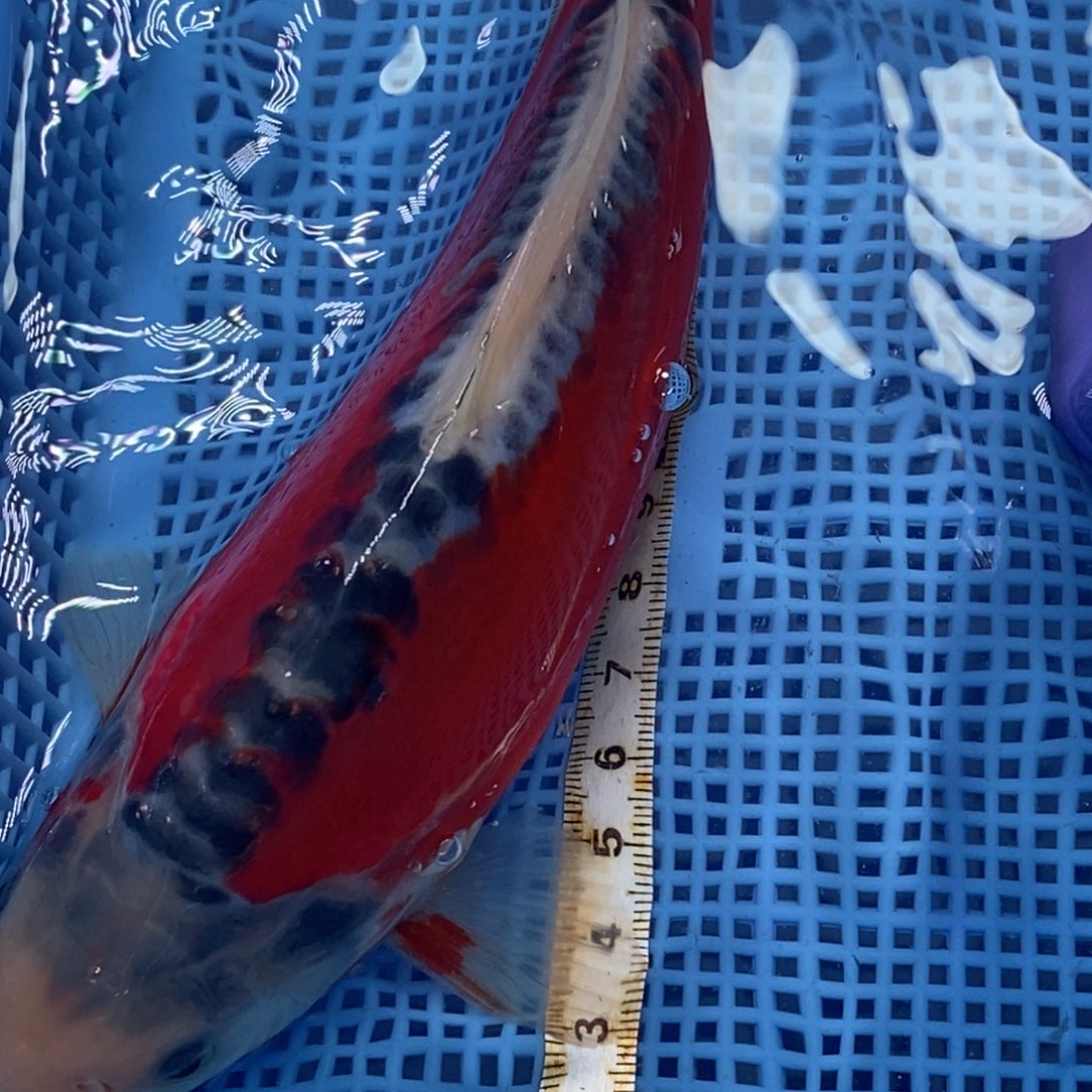 锦鲤冷水锦鲤包邮^_^