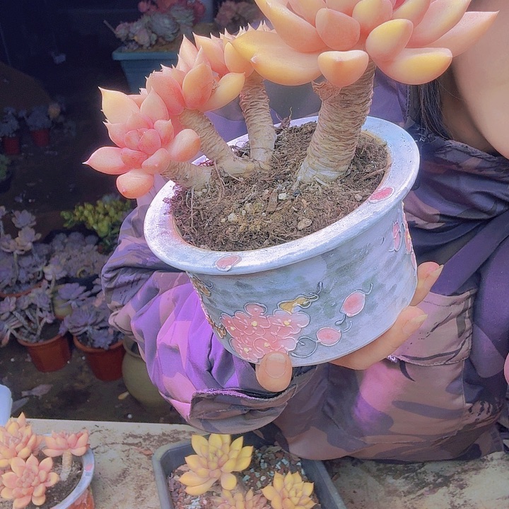 你***的像牙老桩多肉植物福利