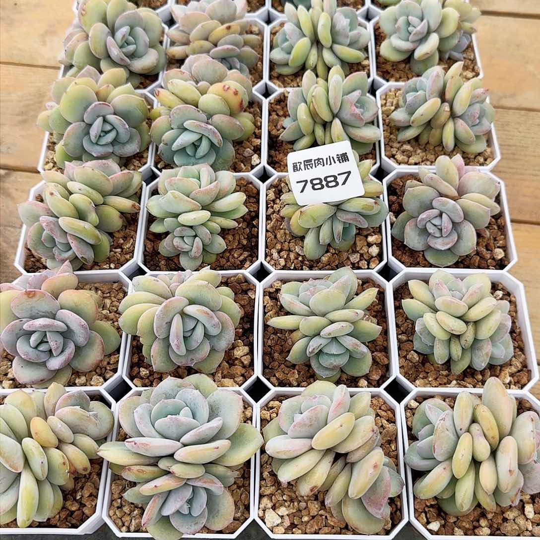 芒*多肉植物奶茶一筐7887