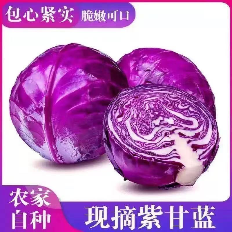 高山露天农家自种新鲜现拔云南紫甘蓝脆嫩脆甜蔬菜
