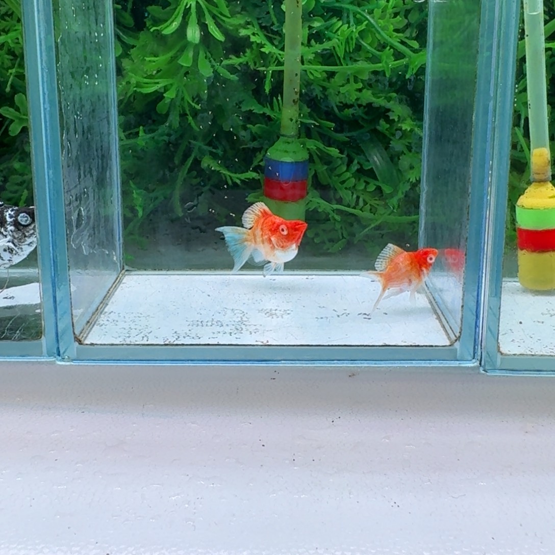 黑玛丽鱼77号玛丽2条