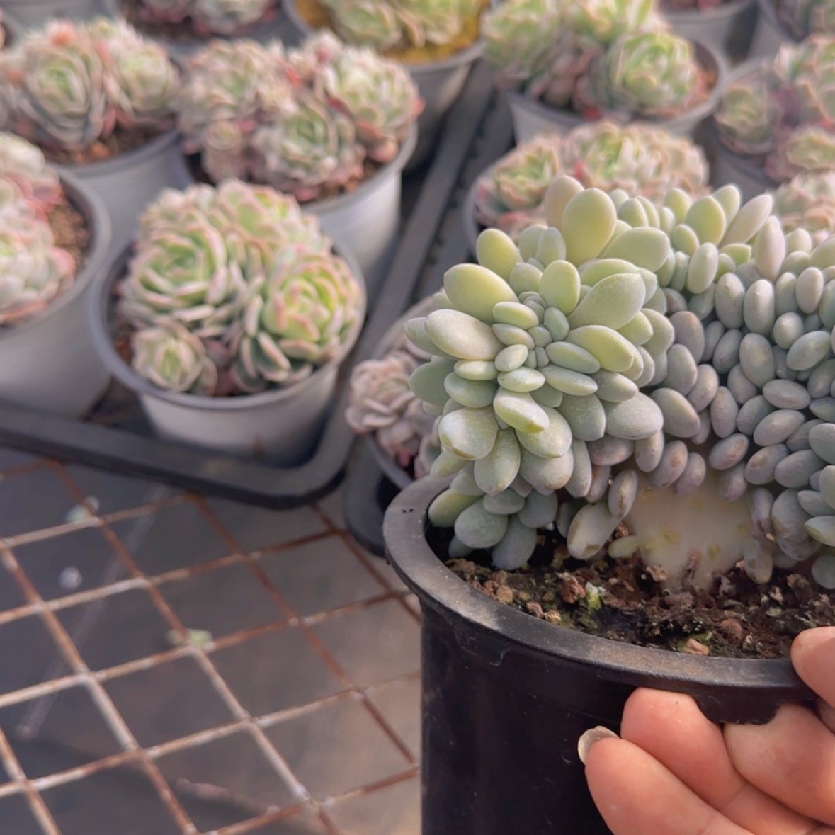 【闪购商品】粉兔缀9.9