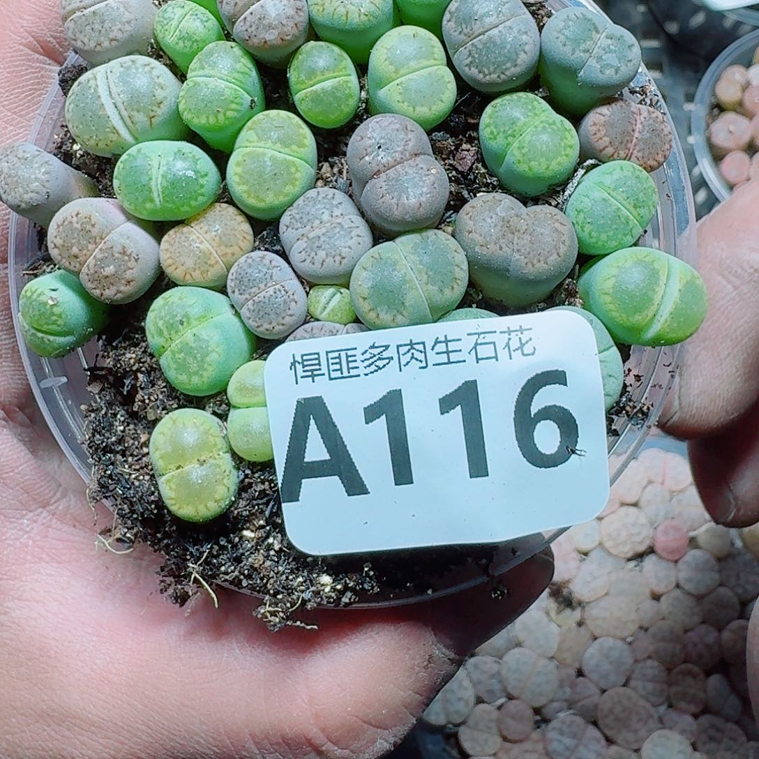 116 多肉植物多肉植物