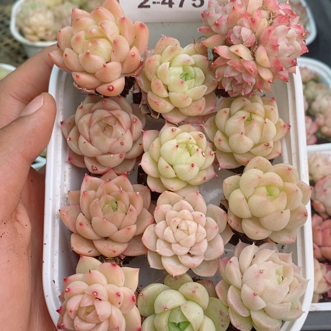 2-475 新疆西藏内蒙不发其他12.8包邮两到三公分多肉